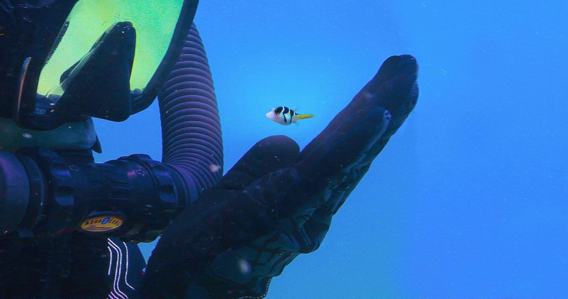 Puff: Wonders of the Reef (image via Netflix)